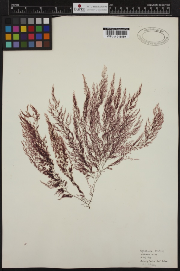 Leptosiphonia brodiei image