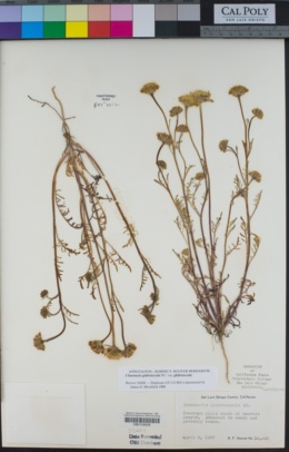 Chaenactis glabriuscula var. glabriuscula image