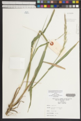 Image of Elymus komarovii