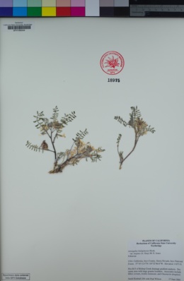 Astragalus lentiginosus var. ineptus image