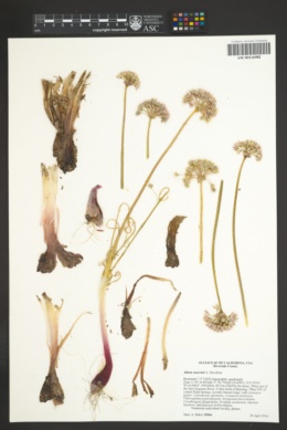 Image of Allium marvinii