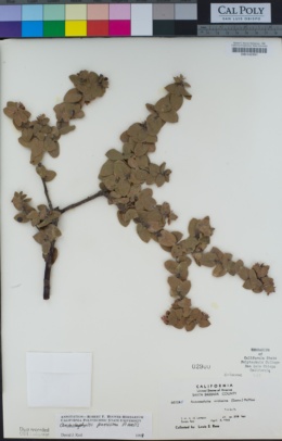 Arctostaphylos purissima image