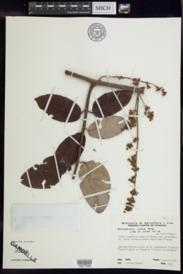 Image of Banisteriopsis lyrata
