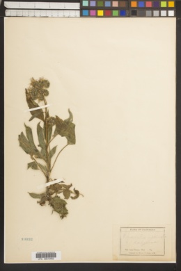 Phacelia magellanica var. calycosa image