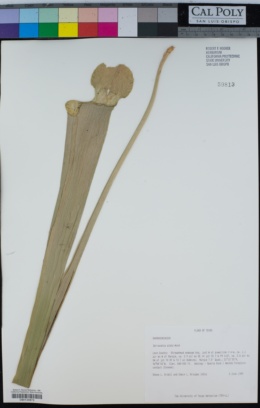 Sarracenia alata image