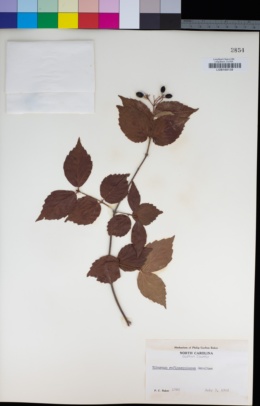 Image of Viburnum rafinesquianum