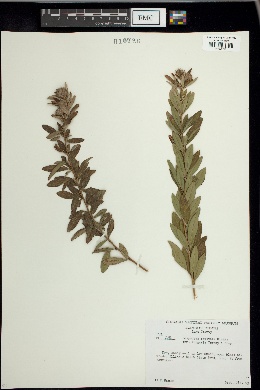 Lespedeza capitata var. vulgaris image