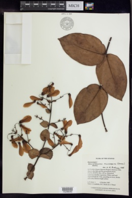 Banisteriopsis pulcherrima image