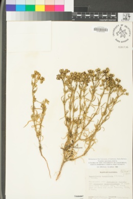 Spergularia macrotheca image