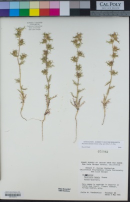 Navarretia hamata subsp. parviloba image