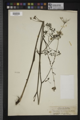 Peucedanum oreoselinum image