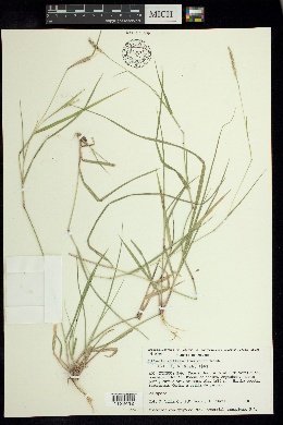 Hilaria ciliata image