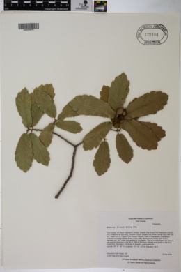 Quercus diversifolia image