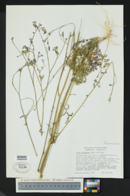 Image of Gilia splendens