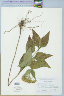 Image of Stevia amblyolepis