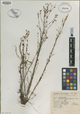 Image of Hypericum moranense