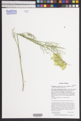 Astragalus cusickii var. cusickii image