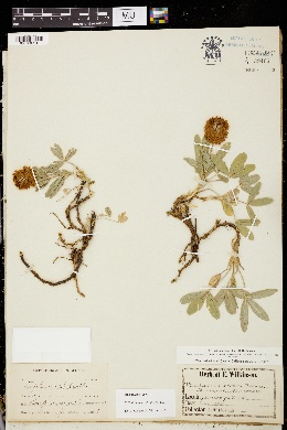 Trifolium beckwithii image