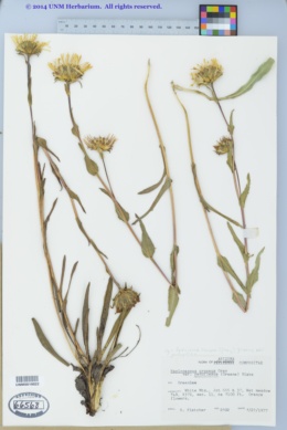 Pyrrocoma crocea var. genuflexa image