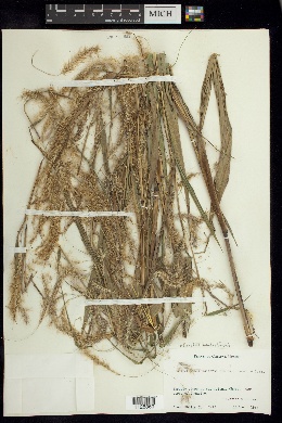 Pennisetum bambusiforme image