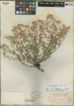 Chrysopsis asprella image