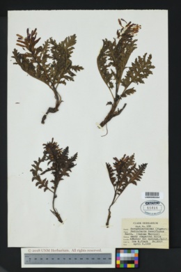 Image of Pedicularis densiflora