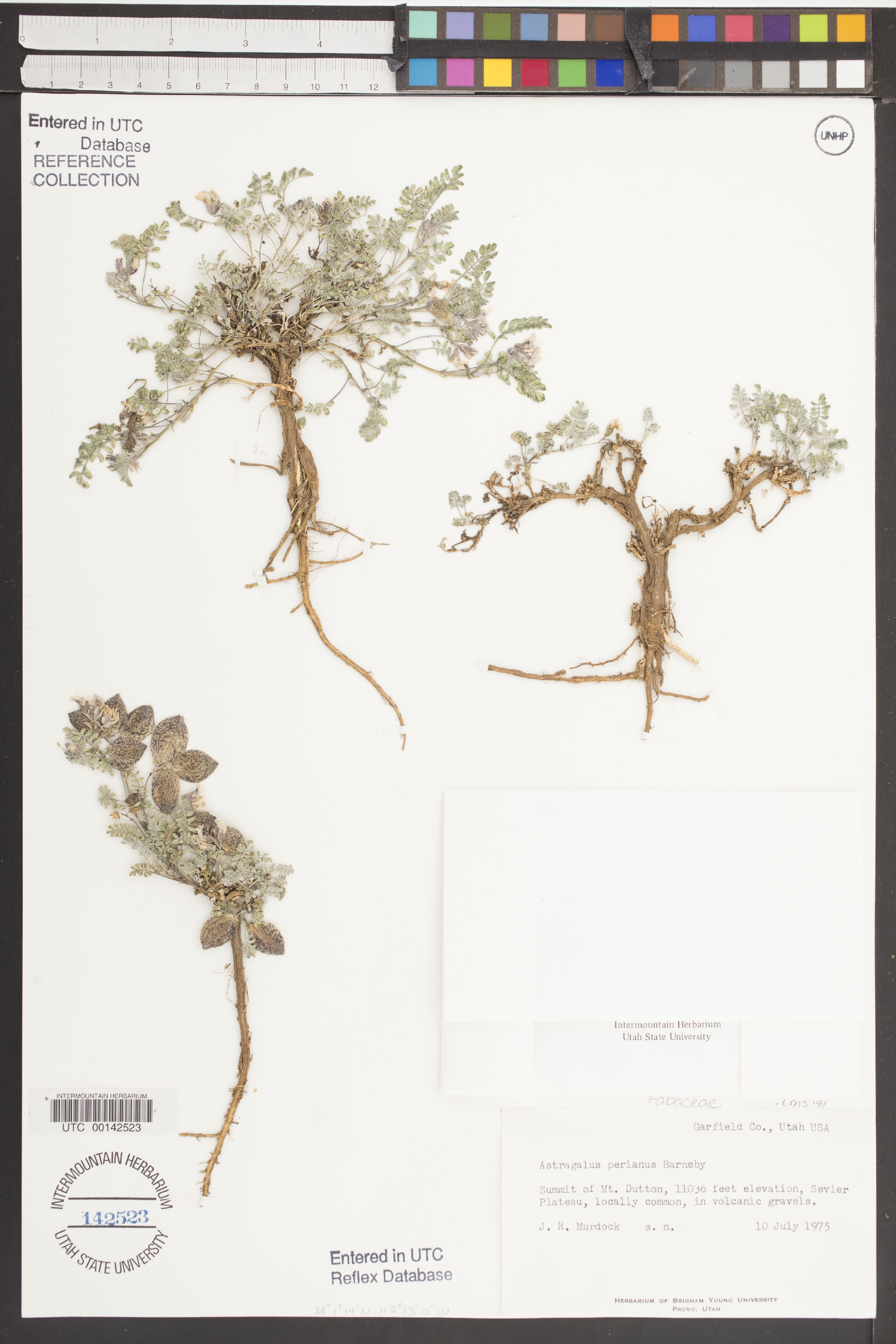 Astragalus perianus image