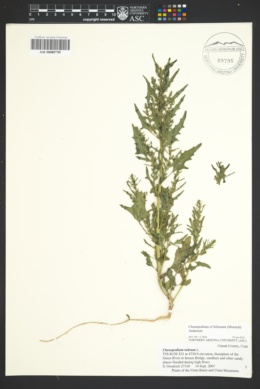 Image of Chenopodium foliosum