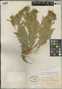 Amsonia latifolia image