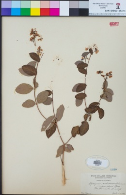 Apocynum androsaemifolium subsp. pumilum image