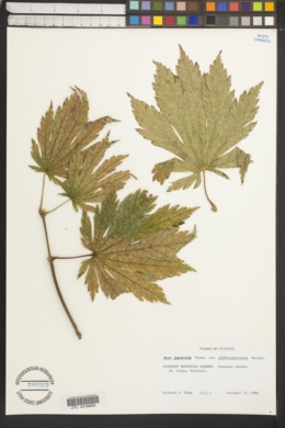 Acer japonicum var. aconitifolium image