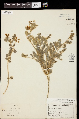 Ottleya grandiflora image