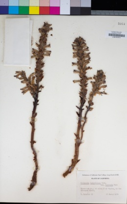 Aphyllon cooperi subsp. latilobum image