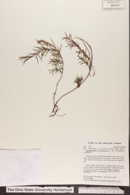 Image of Lysimachia filifolia