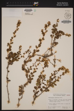 Image of Hazardia rosarica