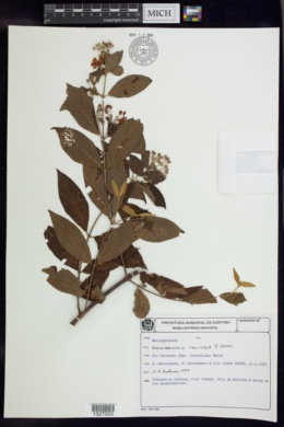 Banisteriopsis calcicola image