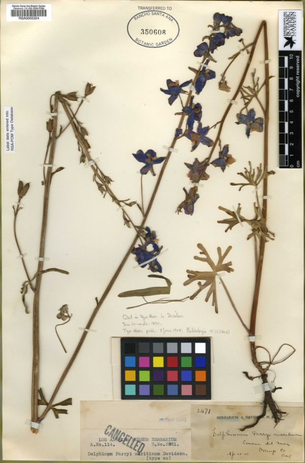 Delphinium pictum subsp. requienii image