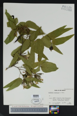 Bauhinia uniflora image