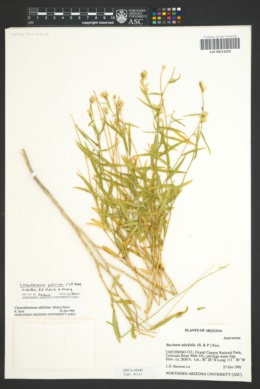 Lorandersonia salicina image