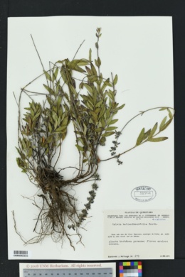 Image of Salvia helianthemifolia