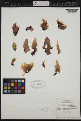 Wildemania schizophylla image