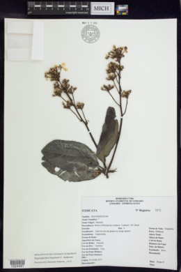 Stigmaphyllon blanchetii image
