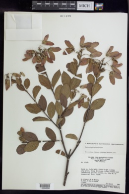 Banisteriopsis arborea image