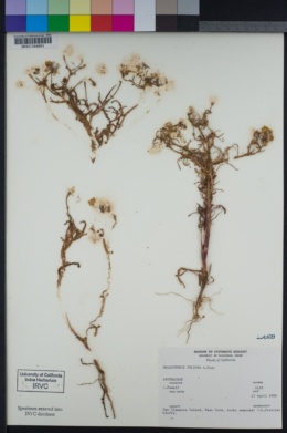 Malacothrix foliosa image