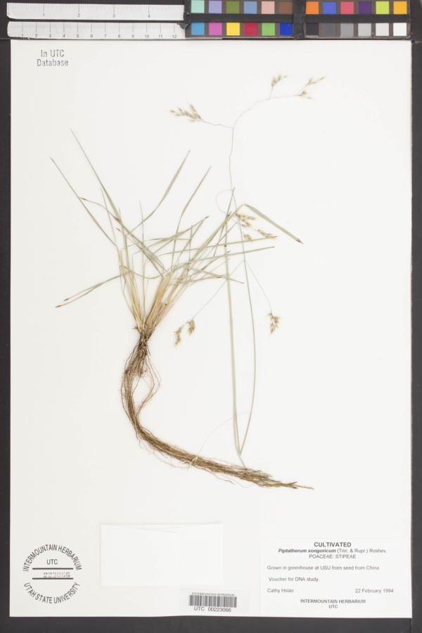 Piptatherum songaricum image