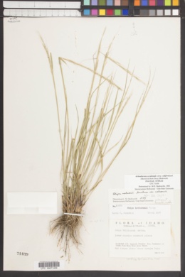 Achnatherum occidentale subsp. californicum image