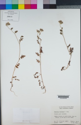 Image of Phacelia hirtuosa
