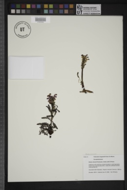 Image of Pedicularis langsdorffii