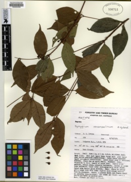 Image of Syzygium xerampelinum