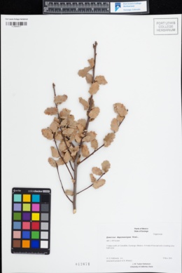 Image of Quercus depressipes